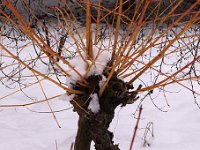 Kalm20130119 Cornus-Winter-Flame-Anny 1282
