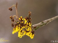 Kalm20130119 Hamamelis-Adieu 1247