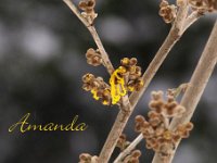 Kalm20130119 Hamamelis-Amanda 1338