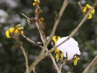 Kalm20130119 Hamamelis-Angelly 1340