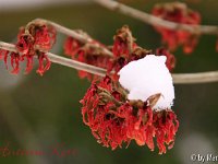 Kalm20130119 Hamamelis-Antoine-Kort 1258