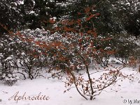 Kalm20130119 Hamamelis-Aphrodite-Habitus 1237