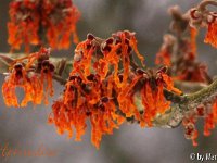 Kalm20130119 Hamamelis-Aphrodite 1238