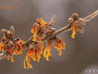 Kalm20130119 Hamamelis-Aurora 1270