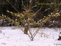 Kalm20130119 Hamamelis-Barmstedt-Gold-Habitus 1272