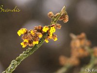 Kalm20130119 Hamamelis-Brandis 1240