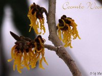 Kalm20130119 Hamamelis-Coombe-Wood 1332