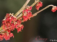 Kalm20130119 Hamamelis-Danny 1309