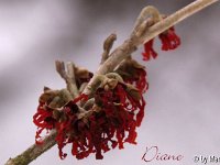 Kalm20130119 Hamamelis-Diane 1302