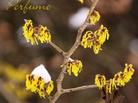 Kalm20130119 Hamamelis-Gimborns-Perfume 1334