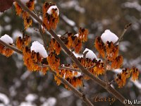 Kalm20130119 Hamamelis-Harry 1290