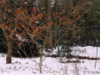 Kalm20130119 Hamamelis-Jelena-Habitus 1298