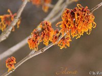 Kalm20130119 Hamamelis-Jelena 1300