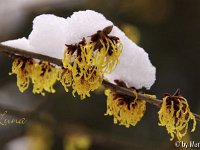 Kalm20130119 Hamamelis-Luna 1233