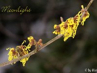 Kalm20130119 Hamamelis-Moonlight 1297