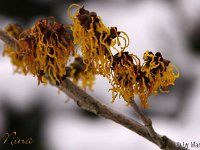 Kalm20130119 Hamamelis-Nina 1251