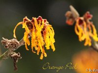Kalm20130119 Hamamelis-Orange-Peel 1328