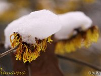Kalm20130119 Hamamelis-Primavera 1261