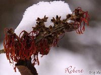 Kalm20130119 Hamamelis-Robert 1306