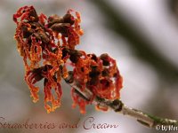 Kalm20130119 Hamamelis-Strawberries-and-Cream 1325