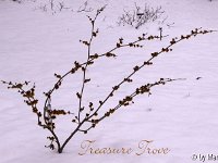 Kalm20130119 Hamamelis-Treasure-Trove-H 1315