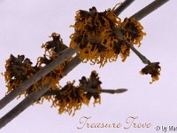 Kalm20130119 Hamamelis-Treasure-Trove 1314