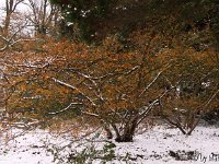 Kalm20130119 Hamamelis-zn-Habitus 1248