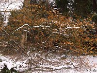 Kalm20130119 Hamamelis-zn-Habitus 1253