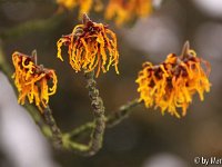 Kalm20130119 Hamamelis-zn 1255