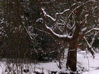 Kalm20130119 Park 1320
