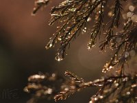 Kalm20140124 5128-glitter