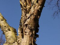 Kalm20140124 5224-birke-himmelblau