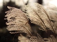 Kalm20140124 5230-gras