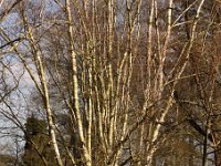 Kalm20140124 5238-betula