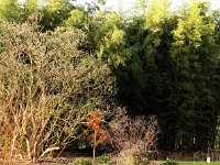 Kalm20140124 5239-Bambushain