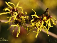 Kalm201401 Hamamelis-Adieu 5183