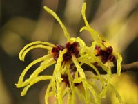 Kalm201401 Hamamelis-Amanon 5199