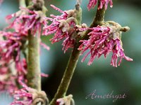 Kalm201401 Hamamelis-Amethyst 5193