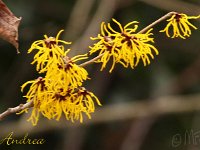 Kalm201401 Hamamelis-Andrea 4946