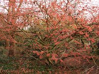 Kalm201401 Hamamelis-Antoine-Kort 4888-H