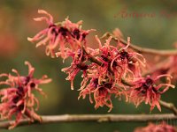 Kalm201401 Hamamelis-Antoine-Kort 4889
