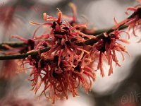 Kalm201401 Hamamelis-Antoine-Kort 4891