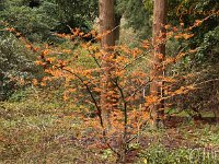 Kalm201401 Hamamelis-Aphrodite 4855