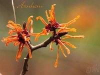 Kalm201401 Hamamelis-Arnhem 4926