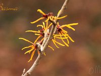 Kalm201401 Hamamelis-Basma 4968