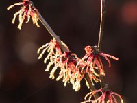 Kalm201401 Hamamelis-Boehljes-Feuerzauber 5132