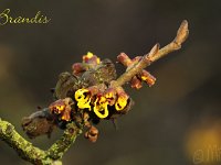 Kalm201401 Hamamelis-Brandis 5167