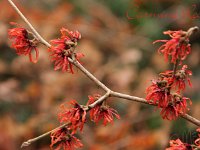 Kalm201401 Hamamelis-Carmine-Red 4975
