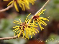 Kalm201401 Hamamelis-Coombe-Wood 4989