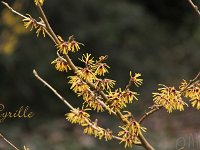 Kalm201401 Hamamelis-Cyrille 4937